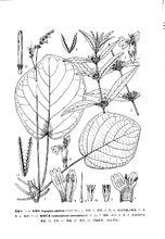 華裸柱草 圖片說明