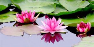 細業相念 細業相念