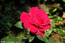 花語[用花表達的語言]