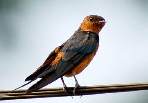 斑腰燕馬來亞種 斑腰燕馬來亞種