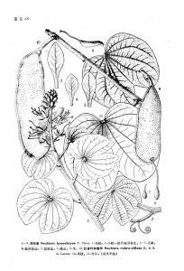 中國植物志原版墨線圖