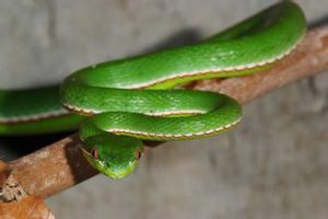 赤尾青竹絲蛇 赤尾青竹絲蛇