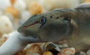 南台吻鰕虎魚 南台吻鰕虎魚