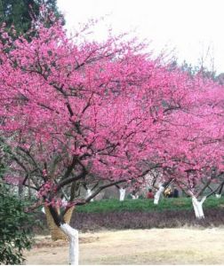 靈峰探梅 靈峰探梅