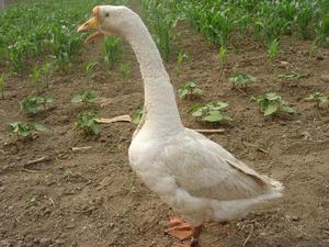 昌圖豁鵝 昌圖豁鵝