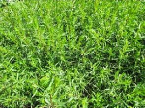 青海龍蒿 青海龍蒿