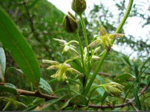 紅直獐牙菜 紅直獐牙菜