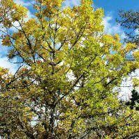 闊葉梣木 闊葉梣木