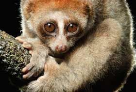 研究人員在婆羅洲發現了一種新的懶猴，學名為Nycticebus kayan 
