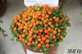 珍珠橙 珍珠橙