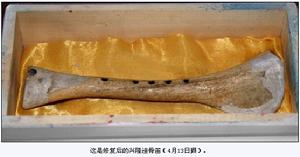 興隆窪骨笛 興隆窪骨笛