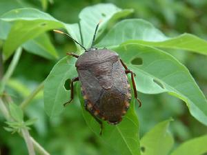 黃角椿象 黃角椿象