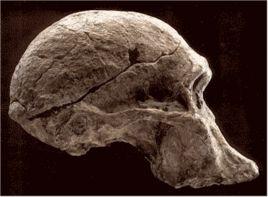 南方古猿驚奇種 南方古猿驚奇種