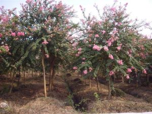 波緣中華槭(變種) 波緣中華槭(變種)