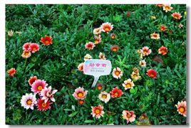 勳章花屬 勳章花屬