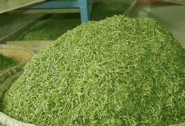 毛尖1915 毛尖1915