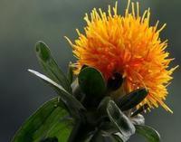 黃球花屬 黃球花屬