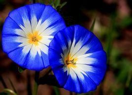 三色鏇花 三色鏇花