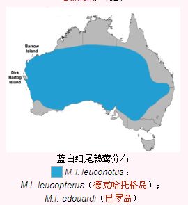 （圖）藍白細尾鷯鶯