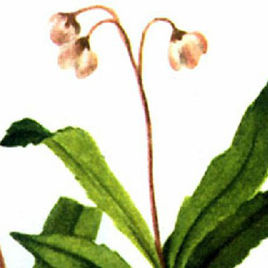 傘形梅笠草 傘形梅笠草