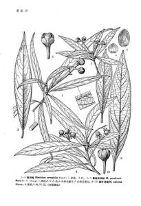 賽短花潤楠 賽短花潤楠