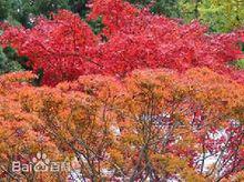 百望山森林公園