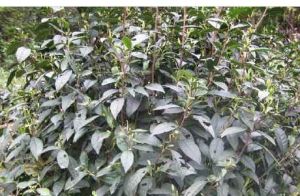 白毛紅山茶 白毛紅山茶