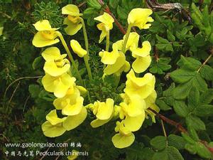 寬喙馬先蒿 寬喙馬先蒿