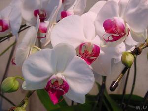 萬代蘭屬物種之一:卓錦萬代蘭