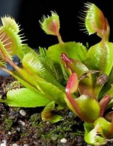 納米捕蠅草 納米捕蠅草