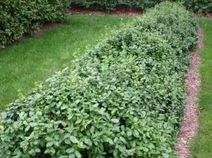 滇西衛矛 滇西衛矛