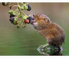 覓食行為 覓食行為