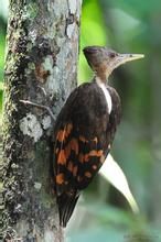 褐背啄木鳥 褐背啄木鳥