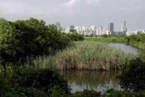 米浦濕地 米浦濕地