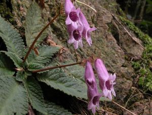 浙皖粗筒苣苔 浙皖粗筒苣苔