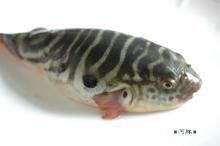 鉛點東方魨 鉛點東方魨