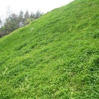 三維網噴播復綠