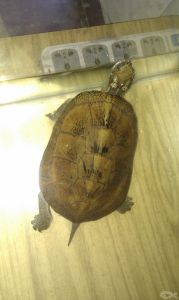 海南眼斑龜 海南眼斑龜