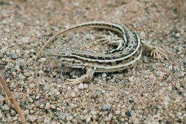 麗斑麻蜥 麗斑麻蜥