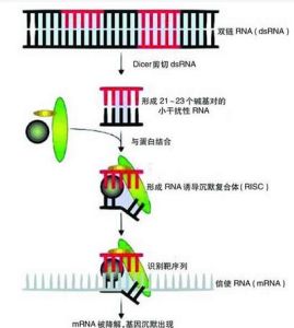 RNA干擾