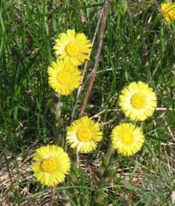 款冬蒲公英 款冬蒲公英