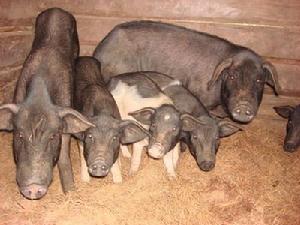 下松羅村生豬養殖業