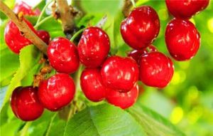 運河鑫宇種植園 運河鑫宇種植園