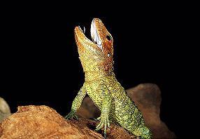 南美鱷蜥 南美鱷蜥