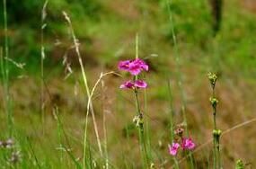 海仙報春 海仙報春