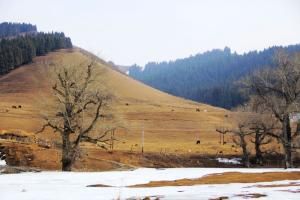 烏魯木齊白楊溝