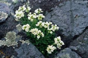 北方葶藶 北方葶藶