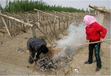 農民在葡萄園裡點火造煙抗霜凍