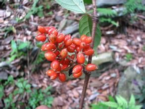 短序棘豆 短序棘豆