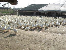 雙山鴨場 雙山鴨場